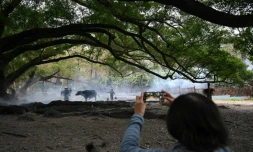 Une touriste prend en photo Chen Weizuo (g) et son buffle à Xiapu, dans la province du Fujian, le 11 décembre 2024 dans l'est de la Chine 