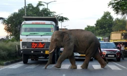 Un éléphant traverse une route à Baragoan, dans l'État indien du Guwahati, le 9 août 2018