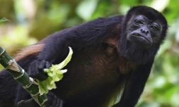 Un singe hurleur roux, sur l'île de Barro Colorado, installée sur le canal de Panama, et devenue un véritable laboratoire de biologie tropicale, le 23 novembre 2015