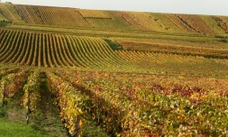 Des vignes le 31 octobre 2013 à Mailly-Champagne près de Reims