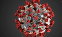 Image d'illustration diffusée le 3 février 2020 par le Centre de contrôle et de protection des maladies infectieuses montrant la morphostructure des coronavirus
