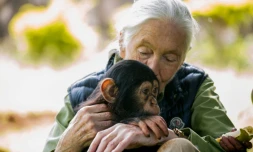 Jane Goodall avec un chimpanzé le 9 juin 2018 à Entebbe, en Ouganda