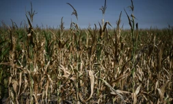Des cultures de maïs menacées par la sècheresse près d'Hostens, en Gironde, dans le sud-ouest de la France, le 1er août 2022 