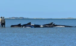 Des baleines-pilotes échouées à Farewell Spit, en Nouvelle-Zélande, le 11 février 2017 