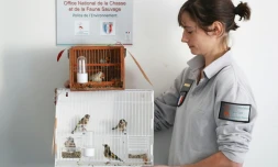 Une inspectrice de l'Office national de la chasse et de la faune sauvage (ONCFS), présente des Chardonneret élégants, à Carros prÚs de Nice, le 26 novembre 2018