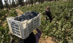 Récolte des grappes de Merlot le 20 juillet 2016 à Karm el-Nada en Egypte