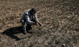 Un agriculteur inspecte son champ de céréales touché par la sécheresse, le 7 février 2024 à Berrechid, dans la province historiquement riche en blé, au sud-est de Casablanca, au Maroc