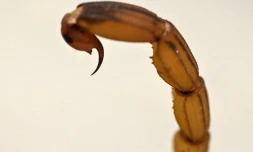Détail de la queue d'un scorpion jaune (Tityus Serrulatus), le 2 octobre 2024 à l'Institut Butantan de Sao Paulo, au Brésil
