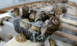 Des escargots pondent dans la ferme "La Lumaca Madonita" qui produit du caviar d'escargot à Campofelice di Roccella, près de Palerme, en Sicile, le 10 novembre 2015
