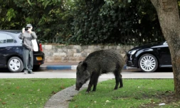 Un sanglier dans une rue de Haïfa, dans le nord d'Israël, le 5 décembre 2019