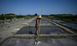 La saunière française Annabelle Poinot récolte la fleur de sel qui forme une fine croûte à la surface de l’eau de mer acheminée à travers les bassins d’un marais salant à Château-d’Oléron, sur l’île d’Oléron, dans le sud-ouest de la France, le 17 juin 2026