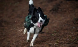 Un chien sème de nouvelles plantes à Talca, région au Chili frappée de graves incendies, le 23 juin 2017
