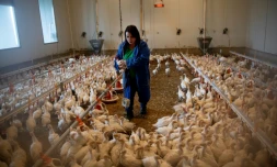 Katharina Bauer nourrit ses dindonneaux dans sa ferme à Weibern, le 16 décembre 2020