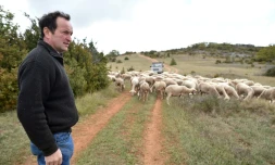 L'éleveur Michel Pons sur le plateau du Larzac le 6 octobre 2017