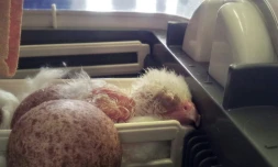 Un poussin de faucon pèlerin albinos, une espère rare vivant en Patagonie, dans un incubateur du Service de protection des animaux chiliens, le 27 janvier 2016 à Santiago 
