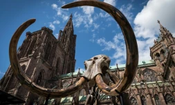 Un squelette de mammouth vieux de 12.000 ans installé devant la cathédrale de Strasbourg à l'initiative de l'artiste français Jacques Rival, le 30 avril 2018