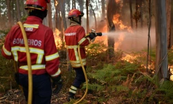 Des pompiers portugais luttent contre un incendie le 10 août 2016 à Macinhata do Vouga au centre du POrtugal
