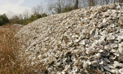 Des coquilles d'huîtres qui seront recyclées, sèchent au soleil à Pasadena, le 21 décembre 2020 au Texas