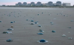 Les méduses sur la plage proche de la centrale nucléaire de Gravelines, le 12 août 2025