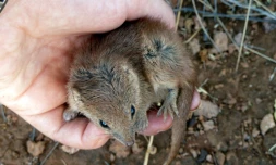 Un kaluta, marsupia que l'on ne trouve que dans la région aride de Pilbara (Australie-Occidentale)