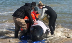 Photo fournie le 22 septembre 2020 par la police de Tasmanie de personnes tentant d'aider des "dauphins-pilotes" échoués dans la baie de Macquarie Harbour, dans le sud-ouest de l'Australie