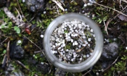 Des granulés de plastique collectés près d'une zone industrielle, le 22 février 2024 à Ecaussinnes, en Belgique