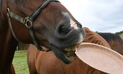 Un cheval croque une assiette comestible dans un champ près de Varsovie, le 29 mai 2019