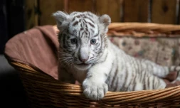 Un bébé tigre blanc au zoo de Kunming, le 12 octobre 2018, dans la province du Yunnan, en Chine