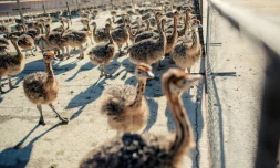 Des jeunes autruches dans un enclos de l'une des fermes de lâĂ©leveur Saag Jonker, le 13 fĂ©vrier 2024 Ă Oudtshoorn, en Afrique du Sud