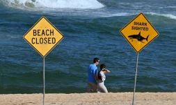 Des promeneurs sur le rivage alors que les plages du nord de Sydney restent fermées après une attaque présumée de requin à Long Reef Beach, le 6 septembre 2025 en Australie