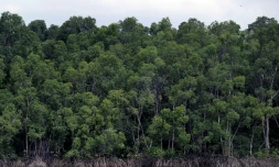 La forêt amazonienne près de Belém, dans l’État du Pará, au Brésil, le 13 novembre 2025