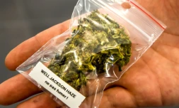 La consommation et la culture du cannabis deviendront légales au Canada le 17 octobre