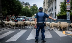 Rare transhumance de moutons Ă Paris le 17 juillet 2019