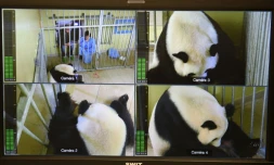 Capture d'écran montrant la femelle panda Huan Huan dans sa cage après avoir donné naissance à deux bébés, le 4 août 2017 au zoo de Beauval à Saint-Aignan-sur-Cher (Loir-et-Cher)