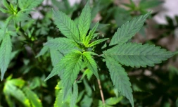 Légaliser le cannabis et réinvestir les profits générés dans la prévention et la lutte contre le trafic: dans un rapport iconoclaste publié jeudi, des économistes chargés de conseiller le Premier ministre fournissent un vademecum pour en finir avec "l'échec" de la prohibition