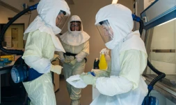 Des scientifiques du centre de recherche de Brunswick (Allemagne) photographiés, le 8 mai 2020 derrière une vitre de protection travaillent sur les virus pour trouver des remèdes à la pandémie actuelle