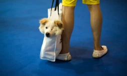 Un homme transporte son chien dans un sac à Shanghai, le 3 février 2020.
