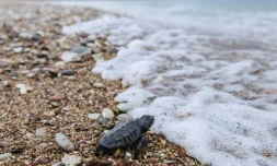 Un bébé tortue, à peine sorti de son oeuf, se dirige vers la mer, sur une plage de Kyparissia, le 23 septembre 2019 en Grèce
