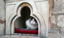 Le chat Anastasia dans sa loge devant le Palais du recteur Ă Dubrovnik, en Croatie, le 30 mars 2022