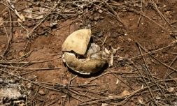 Un citron brûlé par le soleil dans un verger de Campobello di Mazara, dans le sud-ouest de la Sicile, le 8 août 2024