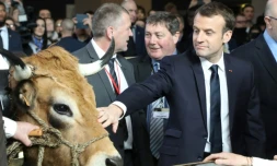 Emmanuel Macron caresse une vache au salon de l'Agriculture, le 24 février 2018 à Paris.