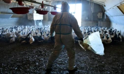 Un agriculteur du sud-ouest s'apprête à abattre des canards en prévention de la grippe aviaire, à Belloc-Saint-Clamens, le 6 janvier 2017