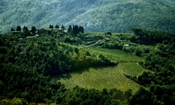 Le vignoble de Greve in Chianti, prÚs de Florence. Dans la région du Chianti, la premiÚre appellation contrÎlée a vu le jour il y a 300 ans