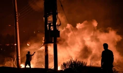 Des habitants dans la forêt de Tatoi près d'Acharnes en Grèce, ravagée par un incendie le 3 août 2021