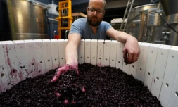 Un employé des "Vignerons parisiens à l'oeuvre à Paris; le 19 octobre 2016