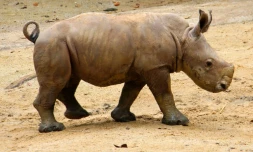 Photo fournie par le zoo de Singapour d'un bébé rhinocéros blanc dans son enclos, le 11 octobre 2012