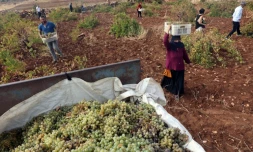 Vendanges de raisins Mazrona, un cépage local, à Midyat, en Turquie le 19 octobre 2021