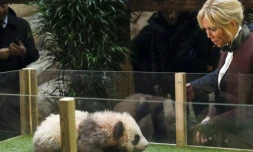 L'épouse du président français, Brigitte Macron, marraine du bébé panda Yuan Meng, le 4 décembre 2017 au zoo de Beauval