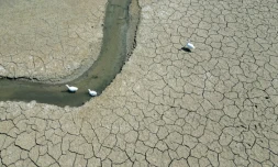 Des oies se déplacent sur un étang presque asséché près d'Oud-Hervelee, en Belgique, le 14 mai 2025