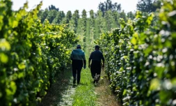 Des vendangeurs dans le domaine Lindicke, à Werder dans le nord de l'Allemagne, le 9 septembre 2025 